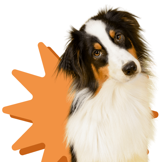 Mascota 2