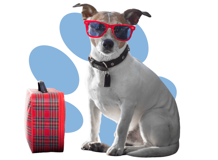 documentación para viajar con mascotas