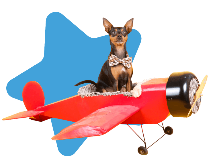 documentación para viajar con mascotas