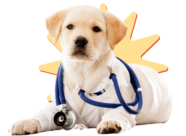 Servicio Veterinario
