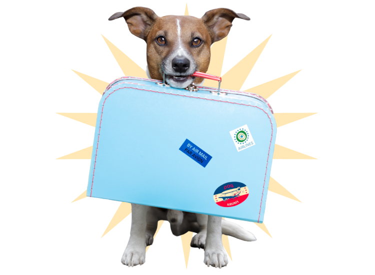 Traslado Nacional e Internacional de Mascotas